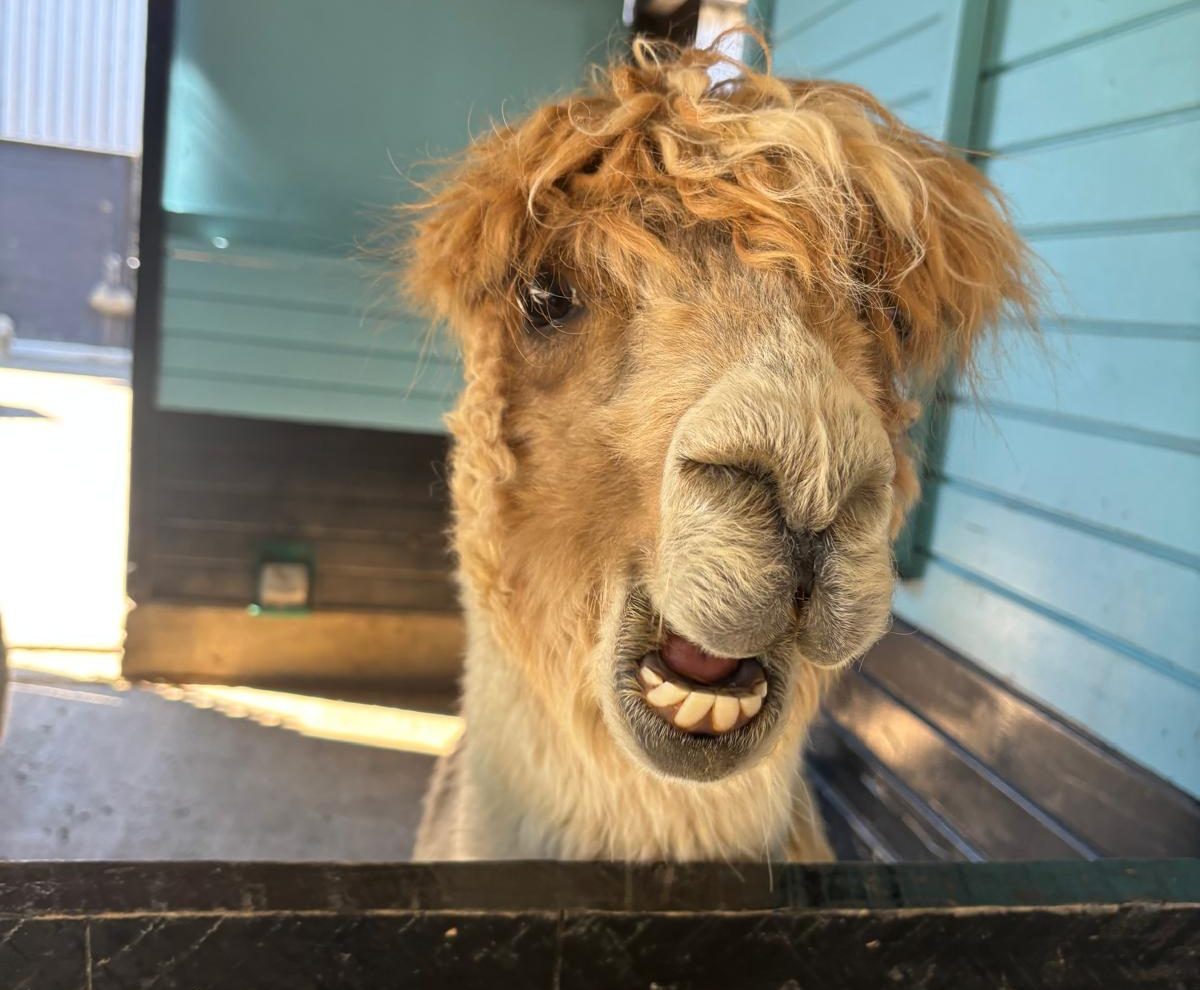 Sunshine, Laughter, and Shared Experience at Whipsnade Zoo